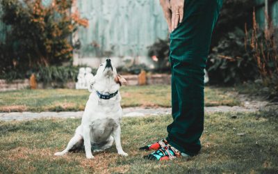 custodia de mascotas en Chicago